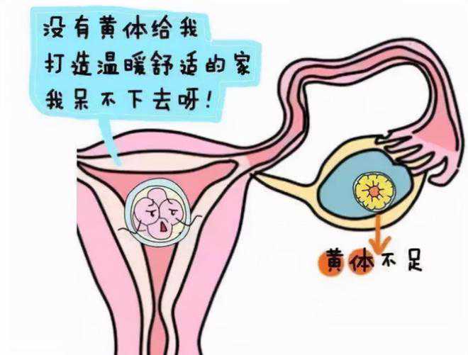 广州供卵助孕生子多少钱？